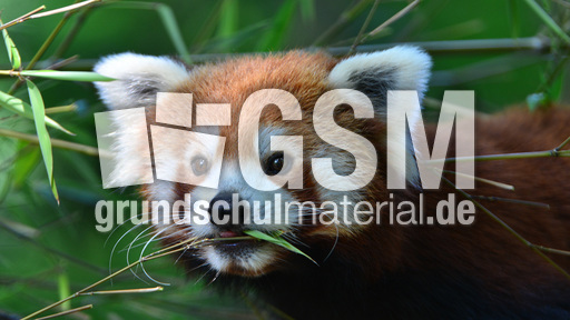 Kleiner_Panda (2).jpg